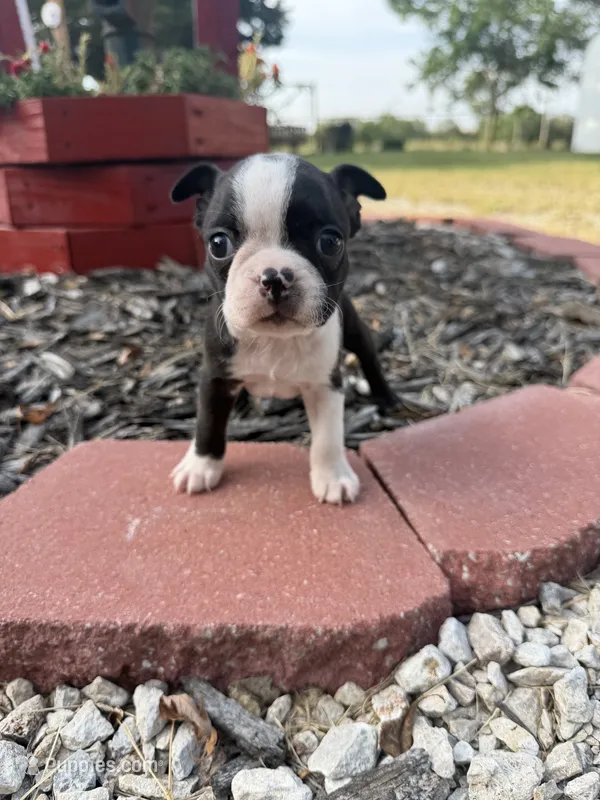 Chip – Boston Terrier puppy for sale in Fredonia, KS