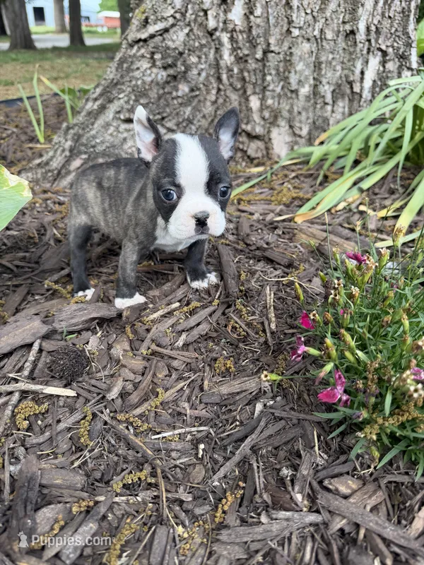 Fendi – Boston Terrier puppy on hold in Fredonia, KS