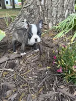 Fendi, a male Boston Terrier for sale in Fredonia, KS – 1 of 8