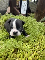 Sasha, a female Boston Terrier for sale in Fredonia, KS – 8 of 10