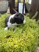Sophia, a female Boston Terrier for sale in Fredonia, KS – 4 of 10