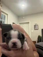Azul, a male Boston Terrier for sale in Fredonia, KS – 2 of 10