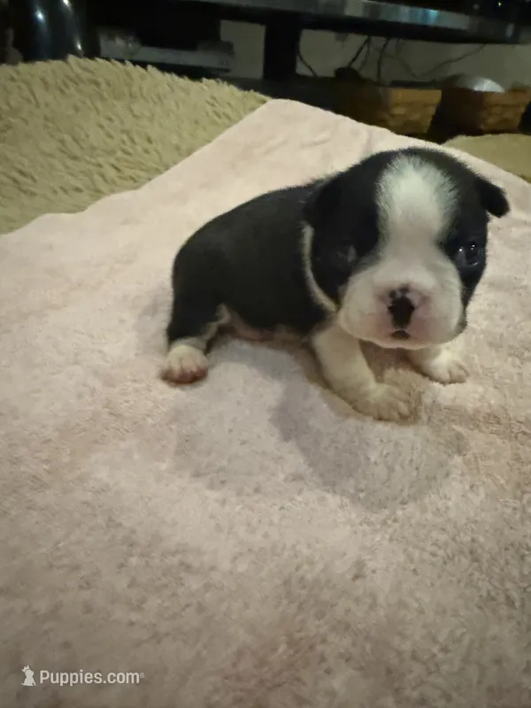 Maggie – Boston Terrier puppy for sale in Fredonia, KS