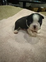 Maggie, a female Boston Terrier for sale in Fredonia, KS – 1 of 6