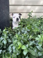 Gucci, a male Boston Terrier for sale in Fredonia, KS – 4 of 8