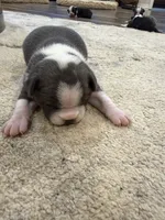 Azul, a male Boston Terrier for sale in Fredonia, KS – 10 of 10