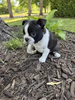 Aurora, a female Boston Terrier for sale in Fredonia, KS – 5 of 7