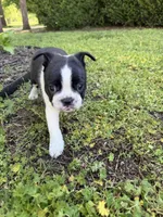 Aurora, a female Boston Terrier for sale in Fredonia, KS – 6 of 7