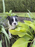 Aurora, a female Boston Terrier for sale in Fredonia, KS – 2 of 7