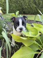 Aurora, a female Boston Terrier for sale in Fredonia, KS – 1 of 7