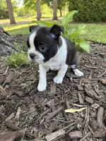 Aurora, a female Boston Terrier for sale in Fredonia, KS – 3 of 7