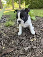 Aurora, a female Boston Terrier for sale in Fredonia, KS – 4 of 7