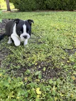 Aurora, a female Boston Terrier for sale in Fredonia, KS – 7 of 7