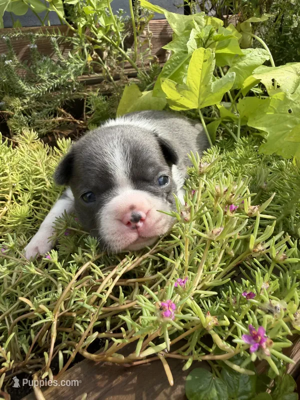 Slate – Boston Terrier puppy for sale in Fredonia, KS