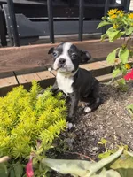 Chanel, a female Boston Terrier for sale in Fredonia, KS – 5 of 10