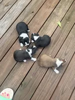 Sophia, a female Boston Terrier for sale in Fredonia, KS – 10 of 10