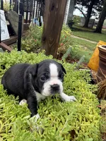 Sprinkles , a female Boston Terrier for sale in Fredonia, KS – 8 of 10