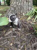 Fendi, a male Boston Terrier for sale in Fredonia, KS – 3 of 8