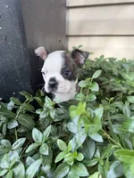Gucci, a male Boston Terrier for sale in Fredonia, KS – 1 of 8