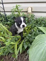 Chanel, a female Boston Terrier for sale in Fredonia, KS – 6 of 10