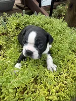 Sprinkles , a female Boston Terrier for sale in Fredonia, KS – 2 of 10