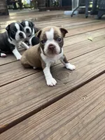 Scarlett, a female Boston Terrier for sale in Fredonia, KS – 10 of 10