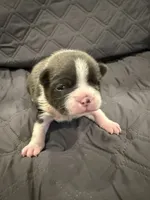 Slate, a male Boston Terrier for sale in Fredonia, KS – 2 of 9