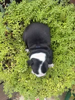 Sasha, a female Boston Terrier for sale in Fredonia, KS – 6 of 10