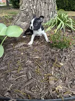 Apollo, a male Boston Terrier for sale in Fredonia, KS – 8 of 8