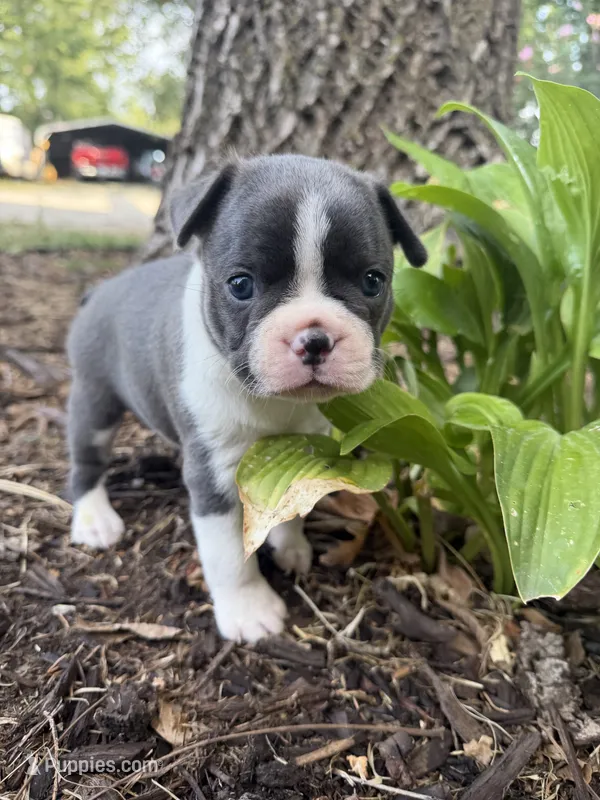 Slate – Boston Terrier puppy for sale in Fredonia, KS