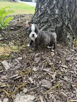 Fendi, a male Boston Terrier for sale in Fredonia, KS – 7 of 8