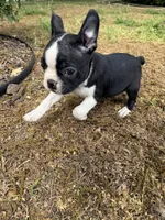 Apollo, a male Boston Terrier for sale in Fredonia, KS – 5 of 8