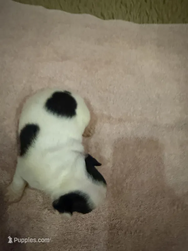 Dotty – Boston Terrier puppy for sale in Fredonia, KS
