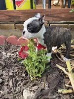Chloe, a female Boston Terrier for sale in Fredonia, KS – 4 of 9