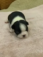 Maggie, a female Boston Terrier for sale in Fredonia, KS – 5 of 6