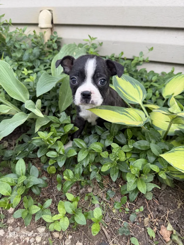 Chanel, a female Boston Terrier for sale in Fredonia, KS – 1 of 10