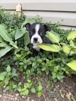 Chanel, a female Boston Terrier for sale in Fredonia, KS – 1 of 10
