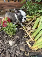 Chloe, a female Boston Terrier for sale in Fredonia, KS – 7 of 9