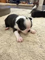 Cookie, a female Boston Terrier for sale in Fredonia, KS – 8 of 8