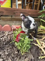 Chloe, a female Boston Terrier for sale in Fredonia, KS – 3 of 9