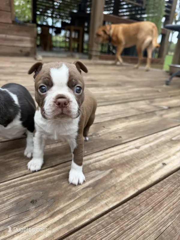 Scarlett – Boston Terrier puppy for sale in Fredonia, KS