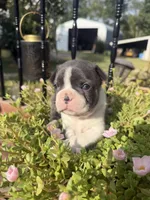 Slate, a male Boston Terrier for sale in Fredonia, KS – 1 of 8