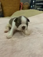 Freckles, a male Boston Terrier for sale in Fredonia, KS – 4 of 8