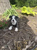 Dior, a female Boston Terrier for sale in Fredonia, KS – 8 of 8