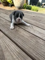 Slate, a male Boston Terrier for sale in Fredonia, KS – 6 of 8