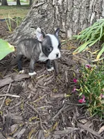 Fendi, a male Boston Terrier for sale in Fredonia, KS – 2 of 8