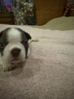 Freckles, a male Boston Terrier for sale in Fredonia, KS – 5 of 8