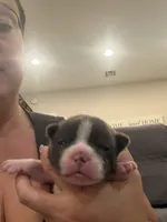 Slate, a male Boston Terrier for sale in Fredonia, KS – 5 of 9