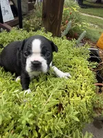 Sprinkles , a female Boston Terrier for sale in Fredonia, KS – 7 of 10