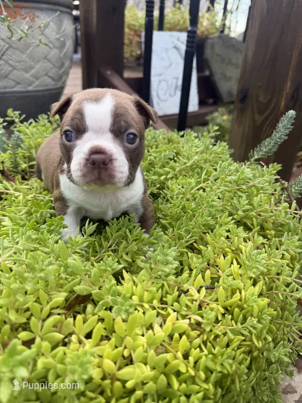 Scarlett – Boston Terrier puppy for sale in Fredonia, KS